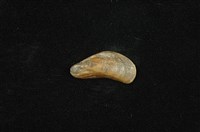 藏品(河殼菜蛤(沼蛤))的圖片